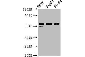 Western Blot Positive WB detected in: 293T whole cell lysate, HepG2 whole cell lysate, HL60 whole cell lysate All lanes: PACSIN2 antibody at 2.