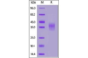 Biotinylated Mouse  RII, His,Avitag™ on  under reducing (R) condition. (TGFBR2 Protein (AA 24-184) (His tag,AVI tag,Biotin))