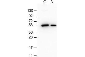 Western Blot-Monoclonal Antibody to detect conjugated proteins Monoclonal Antibody to detect conjugated proteins detects both C terminal linked and N terminal linked tagged recombinant proteins by western blot. (TrueBlot® Immunoprecipitation and Western Blot Kit for DYKDDDDK (FLAG®) Epitope Tag)