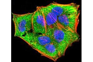 Immunofluorescence analysis of Hela cells using MAP2K3 mouse mAb (green).