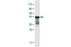 Western Blotting (WB) image for anti-gamma-aminobutyric Acid (GABA) A Receptor, alpha 4 (GABRA4) (AA 401-500) antibody (ABIN2565552)