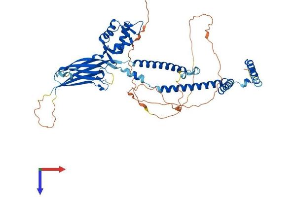 SMARCD2 Protein (AA 1-531) (His tag)