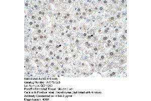 Mouse Liver (NR1I3 antibody  (C-Term))