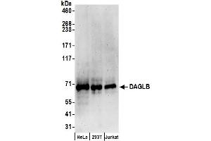 anti-Diacylglycerol Lipase, beta (DAGLB) (AA 622-672) antibody
