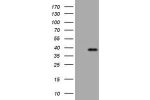 Image no. 1 for anti-Kallikrein 8 (KLK8) (AA 33-260) antibody (ABIN1491427) (Kallikrein 8 antibody  (AA 33-260))