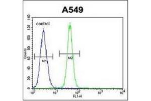 Flow cytometric analysis of A549 cells using FBXO24 Antibody  (right histogram) compared to a negative control cell (left histogram). (FBXO24 antibody  (Middle Region))