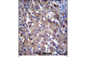 RPGR Antibody (C-term) (ABIN656160 and ABIN2845491) immunohistochemistry analysis in formalin fixed and paraffin embedded human liver tissue followed by peroxidase conjugation of the secondary antibody and DAB staining. (RPGR antibody  (AA 744-772))