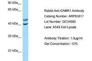 Western Blotting (WB) image for anti-Calcium/calmodulin-Dependent Protein Kinase I (CAMK1) (N-Term) antibody (ABIN970275) (CAMK1 antibody  (N-Term))