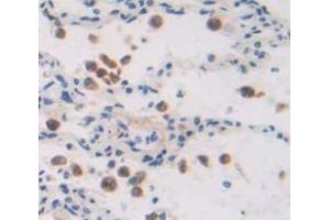 Figure. (EPAS1 antibody  (AA 339-541))