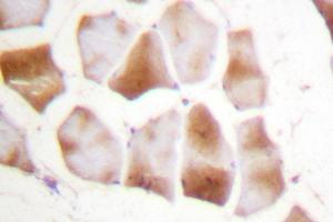 Image no. 1 for anti-Actin (pan) antibody (ABIN271986) (Actin antibody  (pan))