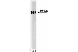 Western blot analysis of calreticulin on a mouse testis lysate. (Calreticulin antibody  (AA 270-390))