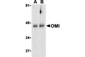 Western Blotting (WB) image for anti-HtrA Serine Peptidase 2 (HTRA2) (C-Term) antibody (ABIN1030560) (HTRA2 antibody  (C-Term))