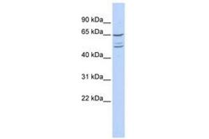 Image no. 1 for anti-Zinc Finger Protein 415 (ZNF415) (N-Term) antibody (ABIN6740595)