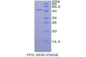 SDS-PAGE (SDS) image for Indoleamine 2,3-Dioxygenase (IDO) (AA 2-403) protein (His tag) (ABIN1079898)