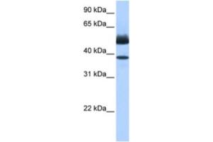 Western Blotting (WB) image for anti-Lipase, Family Member J (LIPJ) antibody (ABIN2463470) (LIPJ antibody)