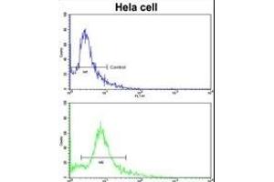 Flow cytometric analysis of hela cells using PDRG Antibody (N-term)(bottom histogram) compared to a negative control cell (top histogram). (PDRG1 antibody  (N-Term))