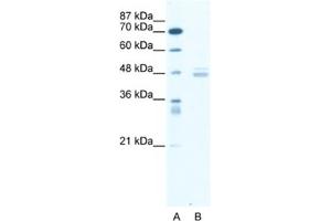 Western Blotting (WB) image for anti-LIM Domain Binding 1 (LDB1) antibody (ABIN2461588) (LIM Domain Binding 1 Protein antibody)