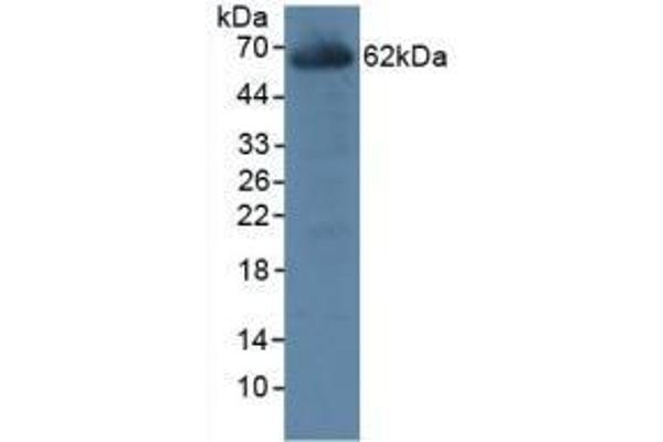 CES1 antibody  (AA 19-300)
