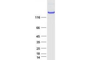 Validation with Western Blot (CNTNAP2 Protein (Myc-DYKDDDDK Tag))