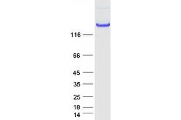 CNTNAP2 Protein (Myc-DYKDDDDK Tag)
