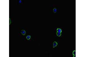 Immunofluorescent analysis of HepG2 cells using ABIN7171458 at dilution of 1:100 and Alexa Fluor 488-congugated AffiniPure Goat Anti-Rabbit IgG(H+L) (TIAM1 antibody  (AA 52-224))