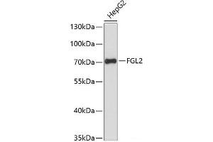 Western blot analysis of extracts of HepG2 cells using FGL2 Polyclonal Antibody at dilution of 1:3000. (FGL2 antibody)