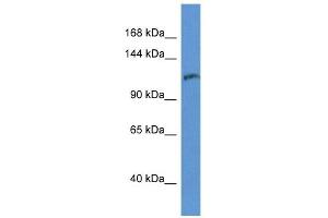 Western Blot showing INPP5D antibody used at a concentration of 1 ug/ml against THP-1 Cell Lysate (INPP5D antibody  (C-Term))