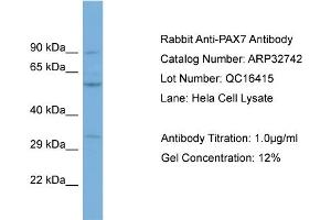 WB Suggested Anti-PAX7 Antibody Titration: 0. (PAX7 antibody  (C-Term))