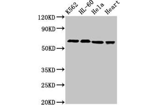 UBASH3A Antikörper  (AA 287-455)