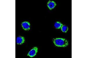 Immunofluorescence (IF) image for anti-Small Nuclear Ribonucleoprotein Polypeptide E (SNRPE) antibody (ABIN3003509) (SNRPE antibody)