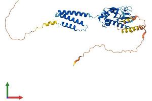 AlphaFold protein structure predicition of Human Recombinant BVES Protein, UniprotID Q8NE79