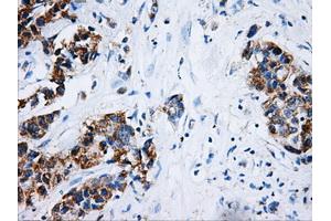 Immunohistochemistry (IHC) image for anti-Hydroxysteroid (17-Beta) Dehydrogenase 10 (HSD17B10) antibody (ABIN1498724) (HSD17B10 antibody)
