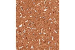 Immunohistochemical analysis of paraffin-embedded Human brain tissue using (ABIN389272 and ABIN2839405) performed on the Leica® BOND RXm. (ENO2/NSE antibody  (AA 6-32))