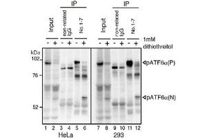 IP-Western blot analysis of human cell extracts using ATF6 monoclonal antibody, clone 1-7 .