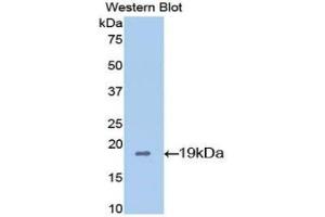 Detection of Recombinant CYPA, Mouse using Polyclonal Antibody to Cyclophilin A (CYPA) (PPIA antibody  (AA 2-164))