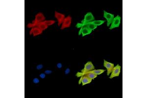 ABIN7096864 and ABIN7100930 staining HepG2 cells by IF/ICC. (NAA25 antibody)