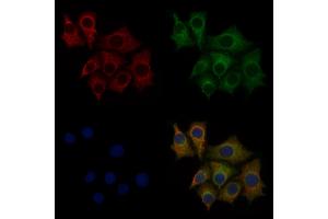 ABIN6260181 and ABIN6277800 staining HepG2 cells by IF/ICC.