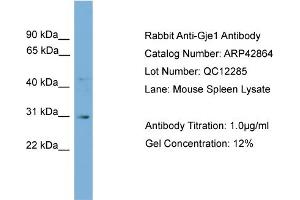 WB Suggested Anti-Gje1 Antibody Titration:  0.