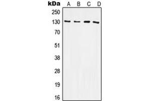 Western blot analysis of CD61 expression in HeLa (A), Raw264. (Integrin beta 3 antibody  (C-Term))