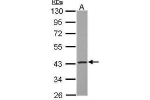 Western Blotting (WB) image for anti-Glutamic-Oxaloacetic Transaminase 2, Mitochondrial (Aspartate Aminotransferase 2) (GOT2) (Center) antibody (ABIN2855229)