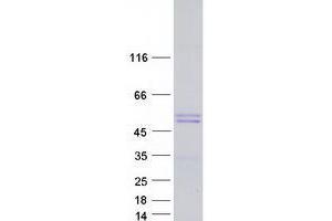 Validation with Western Blot (WWP2 Protein (Transcript Variant 3) (Myc-DYKDDDDK Tag))
