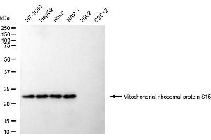 Western blotting analysis using Mitochondrial ribosomal protein S15 antibody (ABIN7799432).