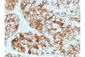Formalin-fixed, paraffin-embedded human Adrenal Gland stained with Chromogranin A Monoclonal Antibody (CGA/413) (Chromogranin A antibody)