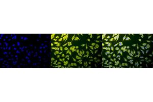 Immunocytochemistry/Immunofluorescence analysis using Rabbit Anti-Calnexin-CT Polyclonal Antibody (ABIN361782 and ABIN361783). (Calnexin antibody  (C-Term))