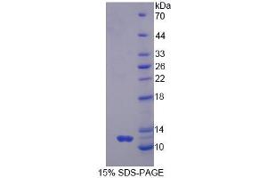 SDS-PAGE analysis of Human GNg2 Protein.