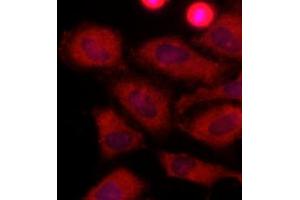 Immunofluorescence (IF) image for anti-Lactate Dehydrogenase A (LDHA) (AA 1-332), (N-Term) antibody (ABIN492379) (Lactate Dehydrogenase A antibody  (N-Term))