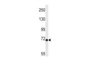 Western blot analysis in A549 cell line lysates (35ug/lane). (LRP10 antibody  (N-Term))