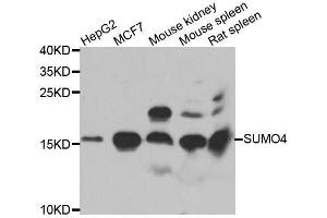 Western blot analysis of extracts of various cell lines, using SUMO4 antibody. (SUMO4 antibody  (AA 1-95))
