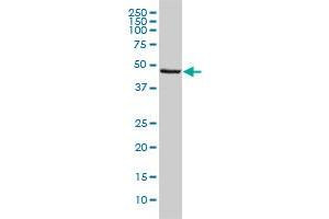 BAG5 monoclonal antibody (M01), clone 2E2 Western Blot analysis of BAG5 expression in Jurkat (ABIN1339540). (BAG5 antibody  (AA 1-447))