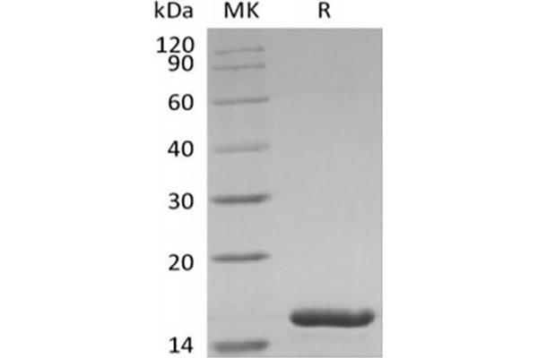 IL36A/IL1F6 Protein
